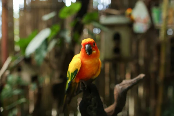 Оранжевый большой попугай сидит на ветке в коричневой деревянной клетке . — стоковое фото