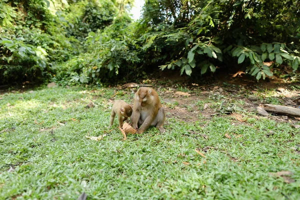 Söt mamma apa äta kokos med barn på gräs. — Stockfoto