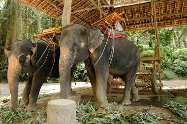 Eyer ayakta Hayvanat Bahçesi'nde evcilleştirilmeyi şirin fillerle.