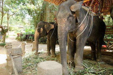 Ayakta ve turistler için bekleyen sarı saddles ile evcilleştirilmeyi büyük filler.