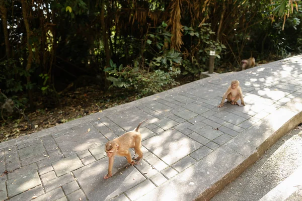 Mnoho malé opičky sedí v parku v Thajsku. — Stock fotografie