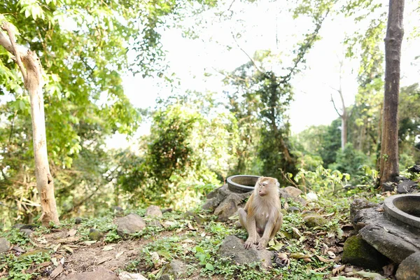 Macaco bonito selvagem sentado na grama . — Fotografia de Stock