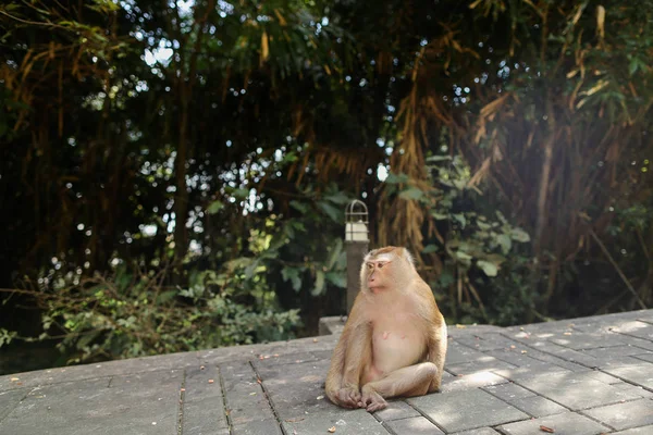 Söt macaco sitter i parken, träd i bakgrunden. — Stockfoto