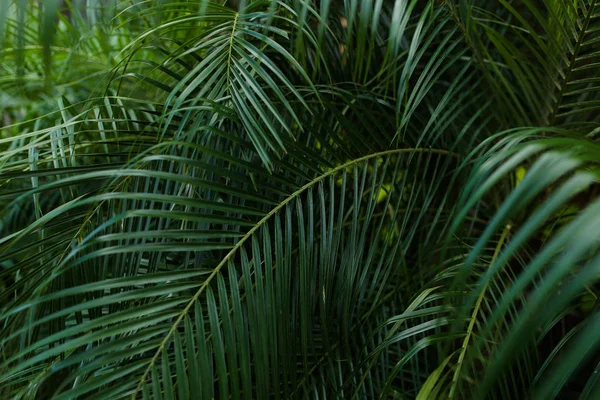 Tropical palma folhas fundo foto . — Fotografia de Stock