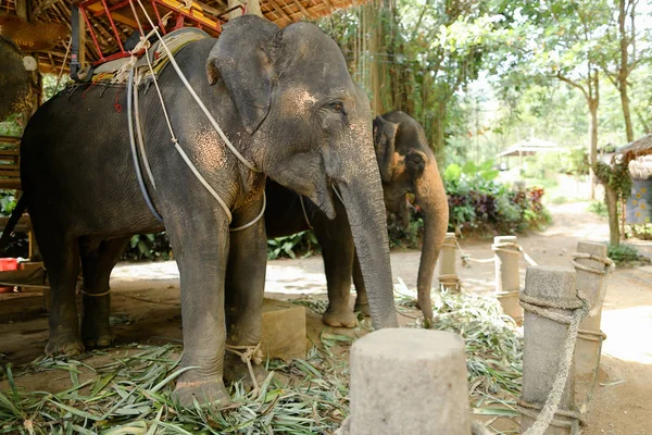 Ayakta ve turistler için bekleyen sarı saddles evcilleştirilmeyi üzgün fillerle.