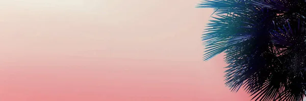 Banner met kopie ruimte in licht roze kleur en palm tree. — Stockfoto