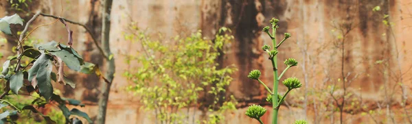 Website heading and banner of tropical closeup plants in rock background.