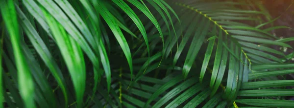 Website header and banner of tropical palm leaves.