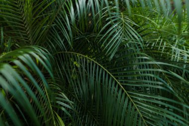 Palm büyük arka plan fotoğraf bırakır.