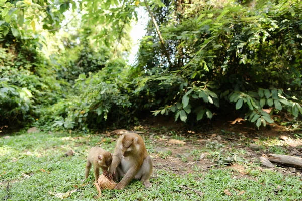 Buena madre mono comer coco con niños en la hierba . —  Fotos de Stock