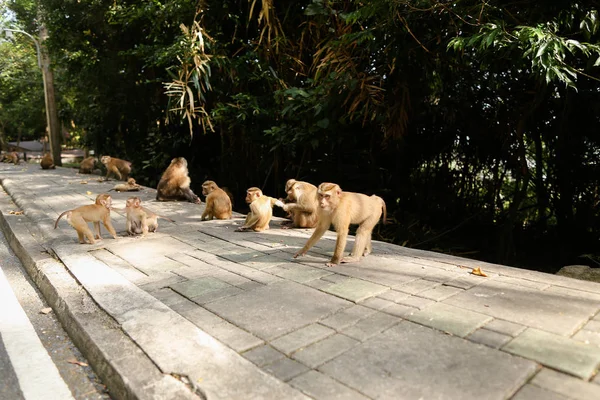 Monkey family walking on road in Thailand.