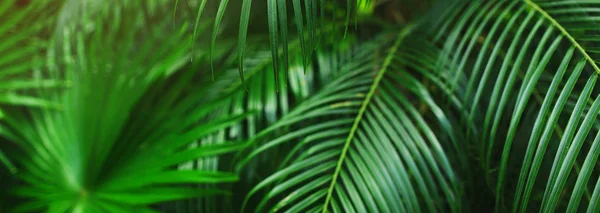 Bandeira do site de folhas de palmeira tropical . — Fotografia de Stock