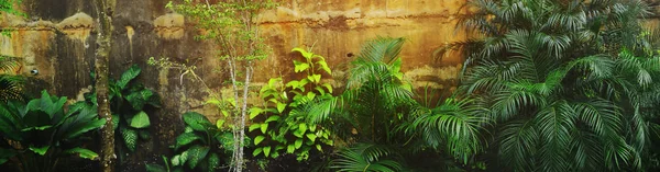 웹사이트 제목 및 바위 근처 열 대 식물의 배너. — 스톡 사진