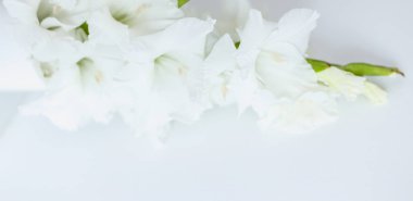 Glayöl beyaz arka plan afiş fotoğraf görüntü.