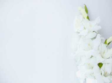 Glayöl kopya alanı ile beyaz arka plan afiş fotoğraf görüntü.