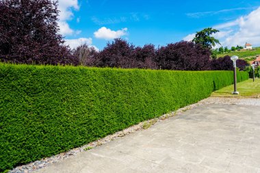 Kesilmiş çalılar ve ağaçlar arka planda mavi gökyüzü ile.