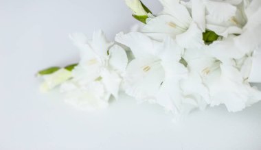 Web sitesi afiş fotoğraf görüntü Glayöl beyaz arka planda.