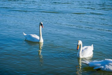 İki beyaz kuğular Avusturya Tuna Nehri üzerinde.