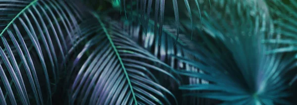 Website banner of tropical palm leaves in darl soft colors. — Stock Photo, Image