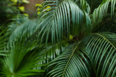 Egzotik yeşil bitki örtüsü reainforests.