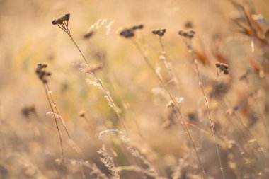 Duvar kağıdı için alandaki bitki ve çim yumuşak görüntü.