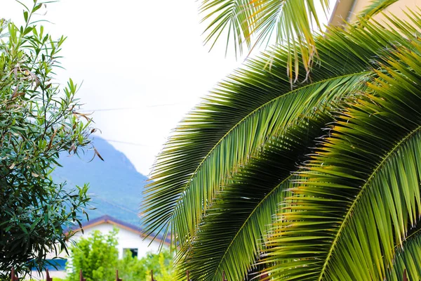 Green palm tree and mountain in background.