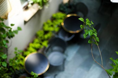 Café arka plan bulanık tabloları ile yakın çekim yeşil yapraklar.