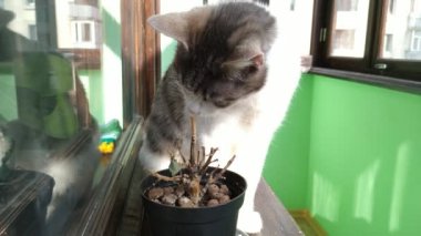 Gri çizgili kedi güneşli balkonda küçük bitki yeme