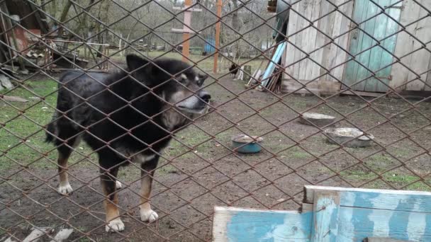 Černí staří strážní psi za kovovou sítí — Stock video