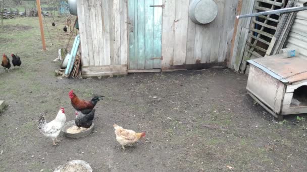 Gallo lucha en un patio en Ucrania — Vídeo de stock