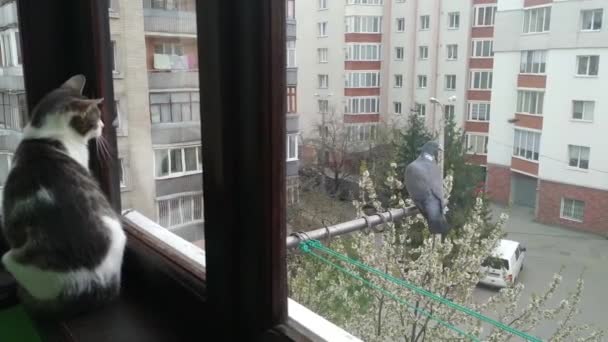 Серый полосатый кот смотрит на голубя на балконе — стоковое видео