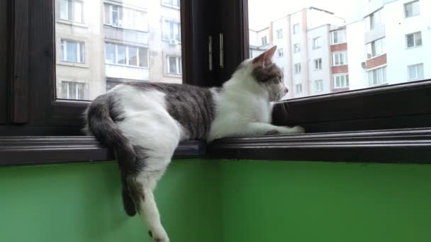 Gray striped tabby cat lying at balcony — Stock Video