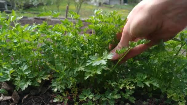 Woman gather green fresh parsley — Stock Video