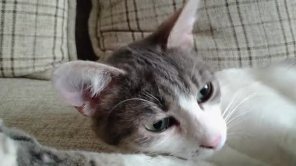 Сірий смугастий таббі кіт лежить на дивані і позіхання — стокове відео