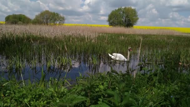 Cisne em um lago de pântano florestal Khmelnytskyi Ucrânia 1 — Vídeo de Stock