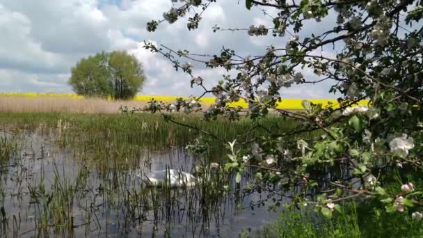 Cygne sur un lac marécageux forestier Khmelnytskyi Ukraine 4 — Video