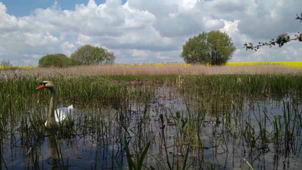 Cygne sur un lac marécageux forestier Khmelnytskyi Ukraine 5 — Video