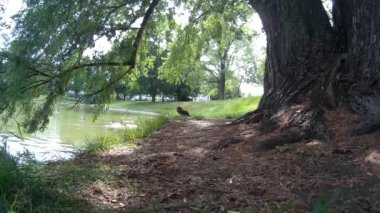 Mandarin ördek Aix galericulata yüzmek için hazırlanıyor