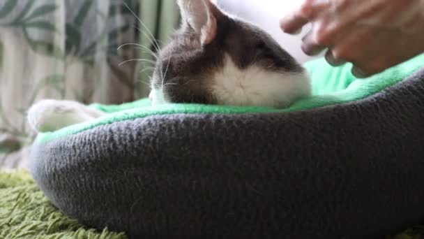 Ласкать серую спящую кошку, лежащую в постели — стоковое видео