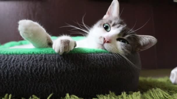 Тэбби и спящий кот, лежащий в кровати — стоковое видео