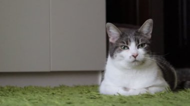 Gri Tekir Uykucu Kedi Halıya uzanmış