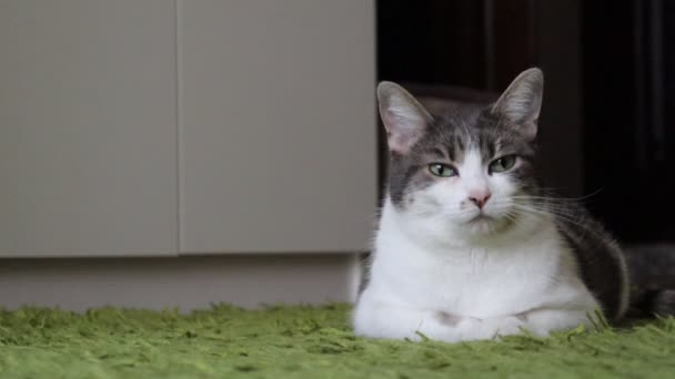 Серая Tabby Sleepy Cat Laying on the Carpet — стоковое видео