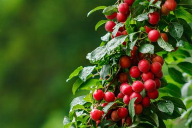 Yağmur sonrası bahçede yeşil yeşillik kırmızı kiraz eriği meyve arasındadır.