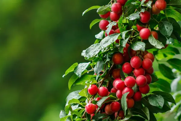 Yağmur sonrası bahçede yeşil yeşillik kırmızı kiraz eriği meyve arasındadır.