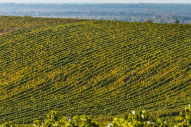 Güzel bir sonbahar günü renkli bağında güneybatı Ukrayna peyzaj.