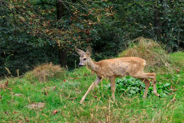 Chevreuil européen dans les Carpates — Photo