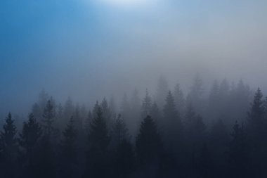 Ladin ormanının üzerinde yoğun sabah sisi