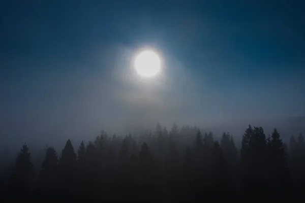 Nevoeiro de manhã espesso sobre a floresta de abetos — Fotografia de Stock