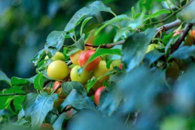 Ağaç dalında olgunlaşmış kiraz eriği sabah vakti yağmurdan sonra yeşil yaprakların arasında. Seçici odak.