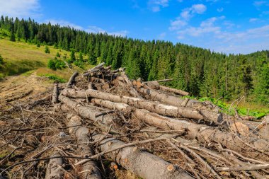 Pines cut down and abandoned along a forest road in the Carpathians, western Ukraine. clipart